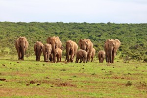 Elephant herd  in Addo National Park 9500 